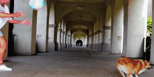 柯基犬呼吸道疾病,柯基犬容易得什么皮肤病