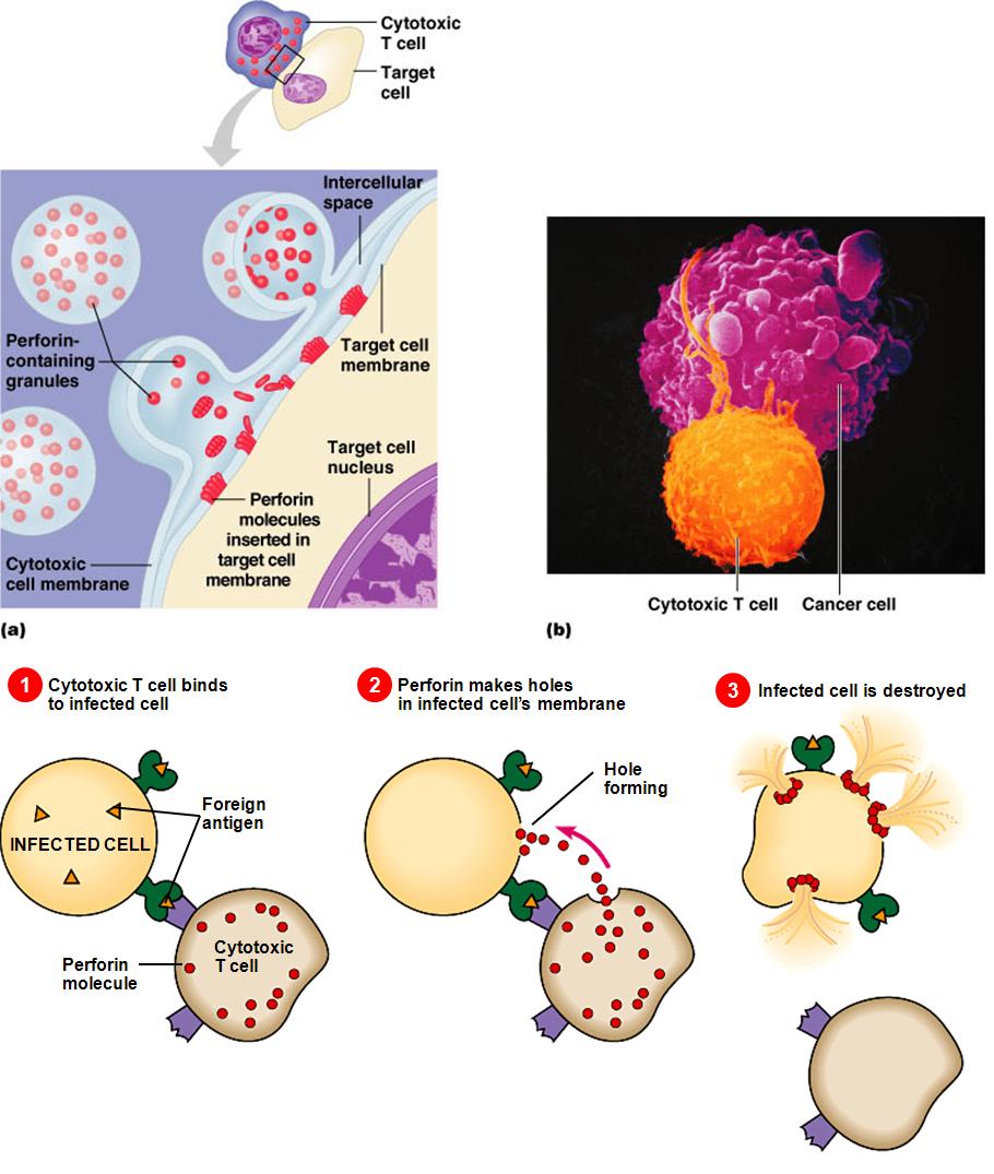 精氨酸缺乏的症状如何补充精氨酸,精氨酸酶缺乏症是什么意思