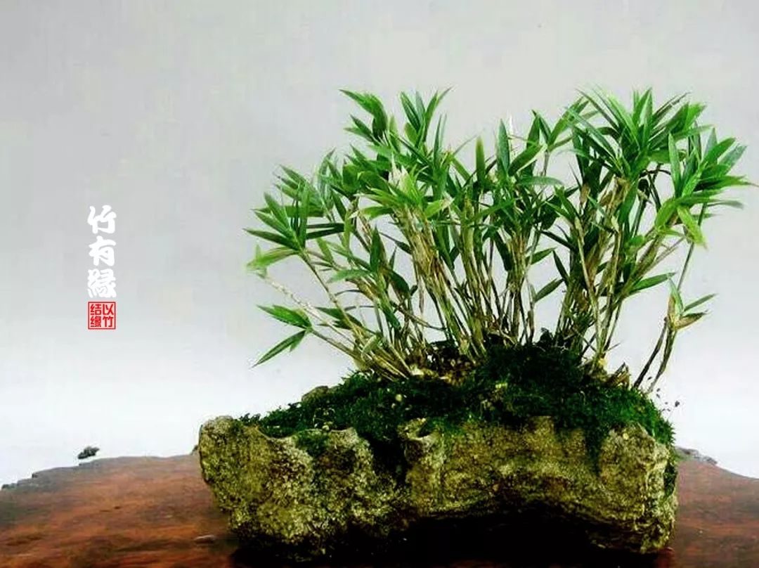 竹子浇水诀窍,竹子浇水的正确方法