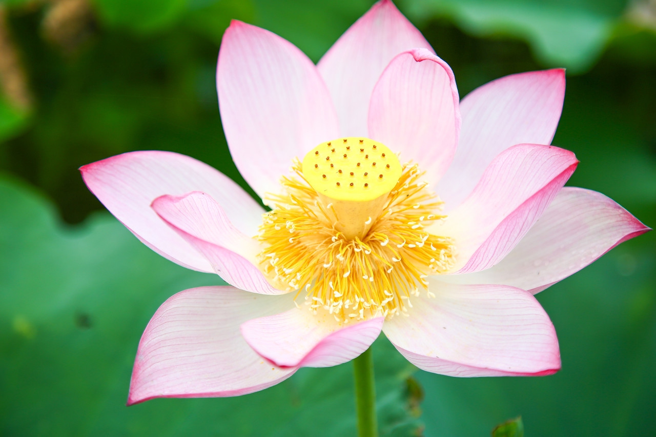 碗莲移栽最佳时间和方法,碗莲移栽的最好方法