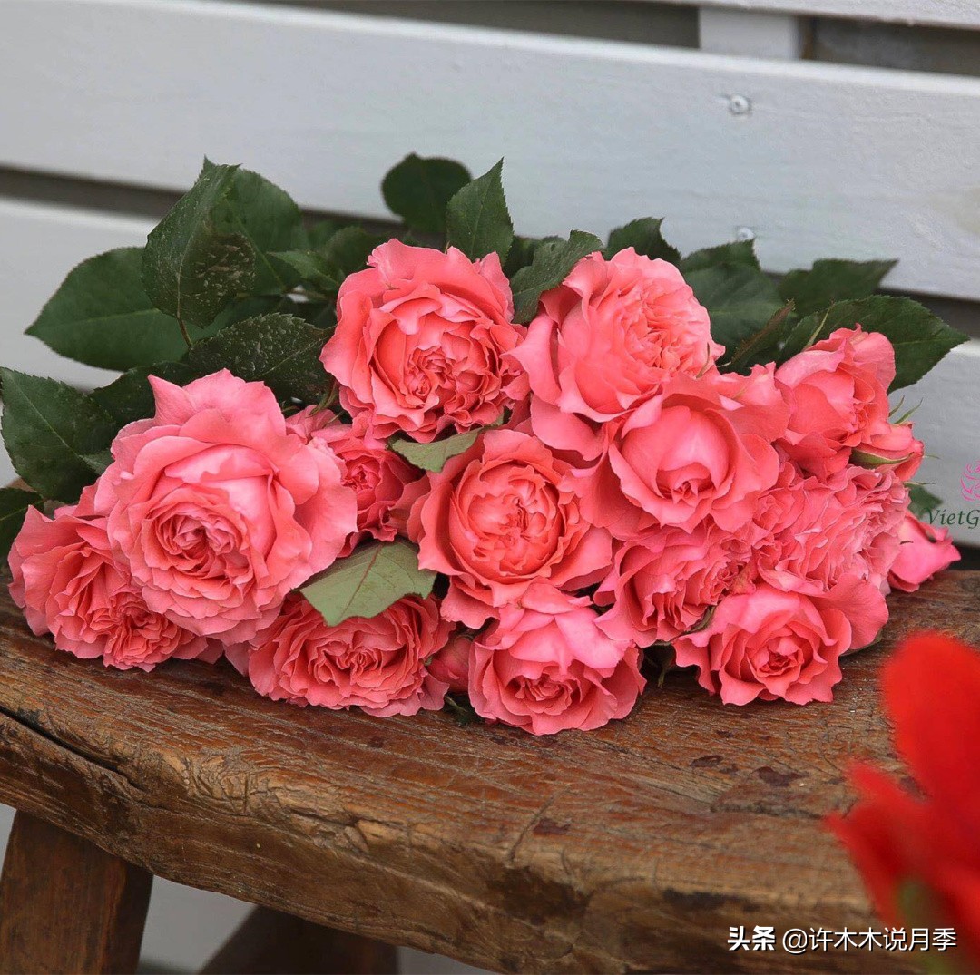 如何养月季花的技巧和施肥时间,月季怎么养开大花好看视频