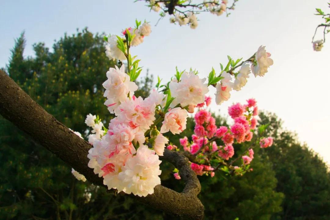 唐诗宋词春天的诗词,宋词里的春天十种绝美十种心动