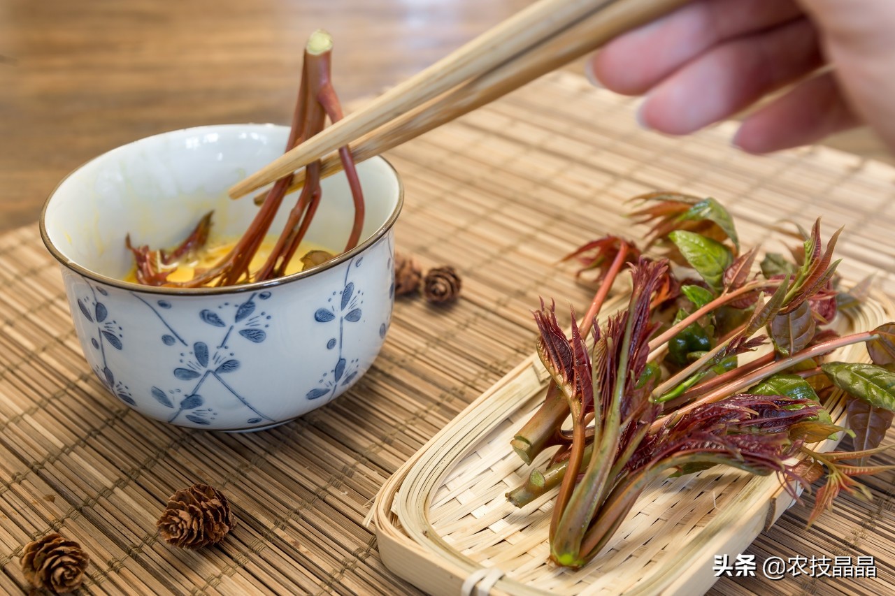 绿香椿红香椿哪个更适合阳台种植,巴山红香椿种植技术视频