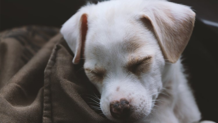 狗狗发烧能吃什么小儿感冒药,狗狗发烧可以打什么退烧针