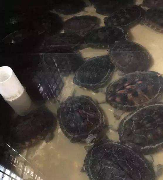 龟冬眠后再也没能醒来,究竟怎么做才能让龟龟安全过冬呢?