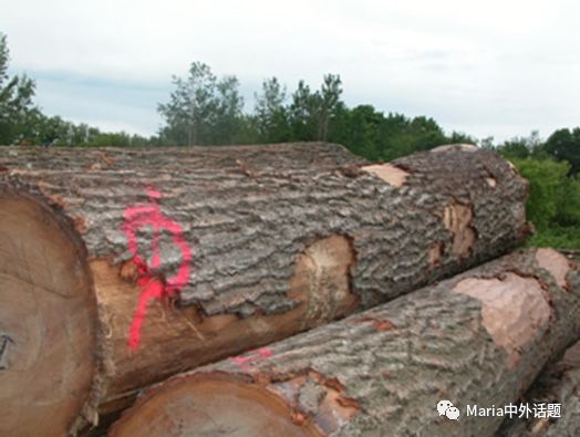 美国硬木干货价格,北美硬木排行