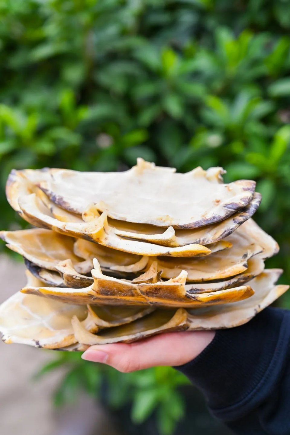 自制超火爆的网红甜品有哪些,顺德传统甜品双皮奶