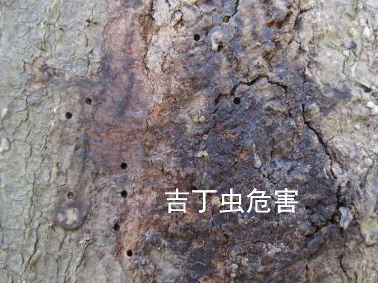 吉丁虫和钻心虫,钻心虫和吉丁虫有什么区别