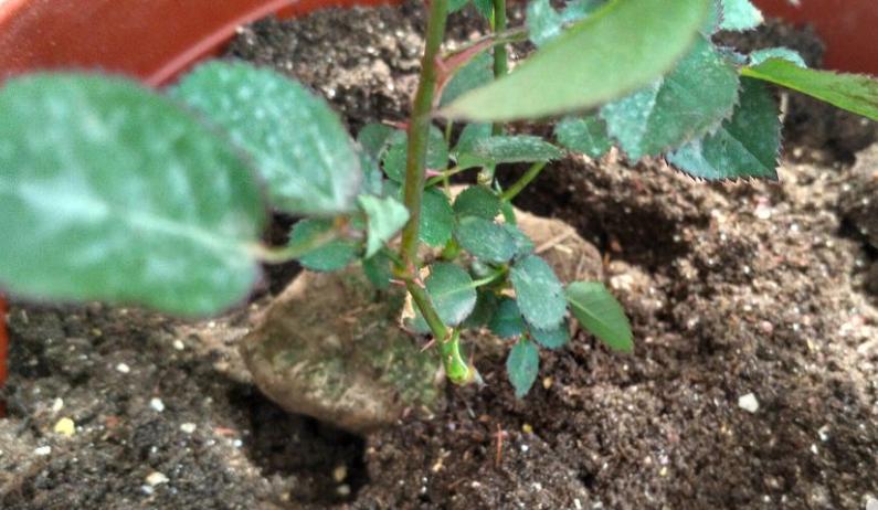 月季水浇多了黄叶了咋办,月季水浇多了嫩芽打蔫怎么办