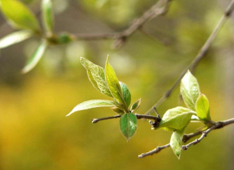 蒸馒头用冷水还是热水,发酵好的馒头用冷水还是热水蒸