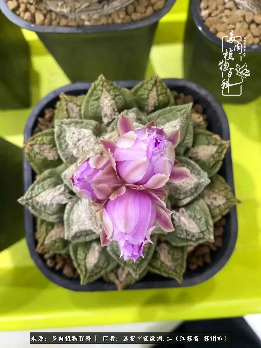 围观多肉版武林大会，一起穿越吧,下