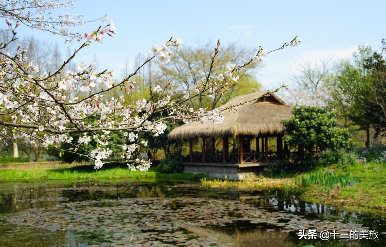 美丽的杭州西湖打卡地风景如画,美翻了银杏湖