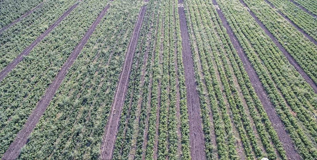 朝日集团最早进入中国,朝日集团公司现状