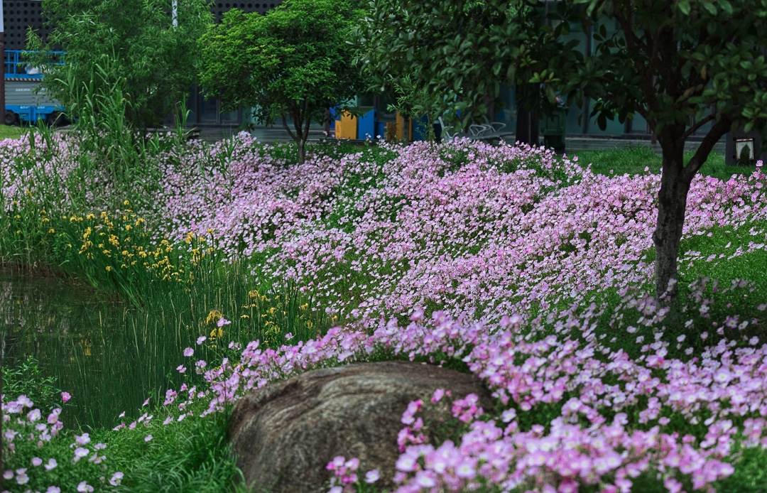 “论斤卖”的10种花卉种子，花海都种它，“靠天吃饭”就能活