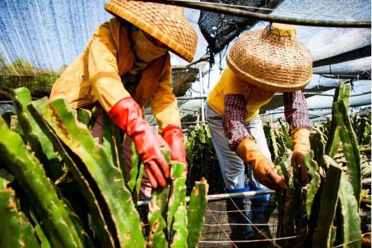 吃了火龙果能不能睡觉好啊,吃火龙果睡不着觉