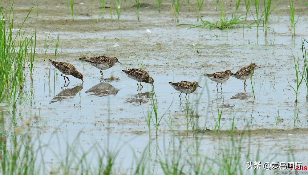 来认识一下滨鹬属的小伙伴们