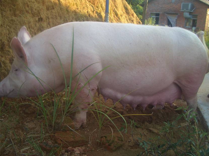 涓翠骇姣嶇尓绠＄悊,涓翠骇姣嶇尓绠＄悊鏂规硶