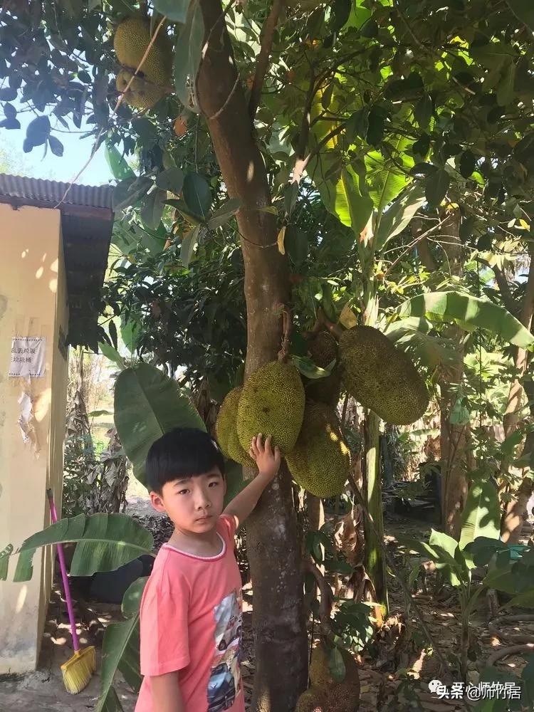 柬埔寨游记600字,柬埔寨游记美篇