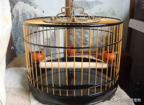 怎么做能养鸟的鸟笼儿童就能学会,100种鸟笼的做法