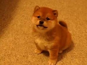 可爱可奶呆萌的小奶狗,可爱呆萌小奶狗