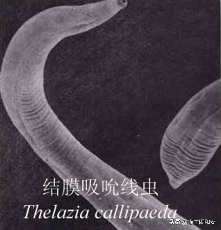 猫眼睛红肿流眼屎用什么药,猫眼睛里有红血丝眼屎多