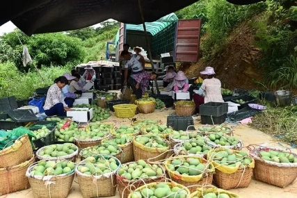 百色金黄芒果,芒果飘香百色