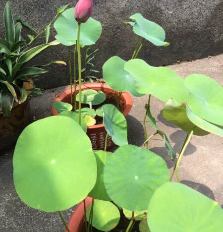 养碗莲,做到“3多”,不干叶绿油油,开花勤,3天冒一个花苞