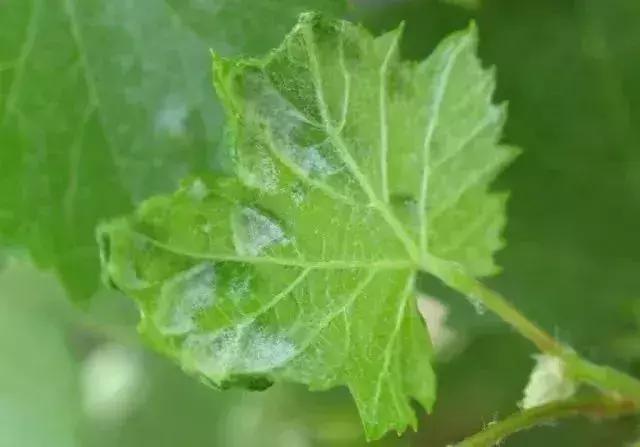 夏黑葡萄各个时间防哪些虫害,葡萄14种常见虫卵图解