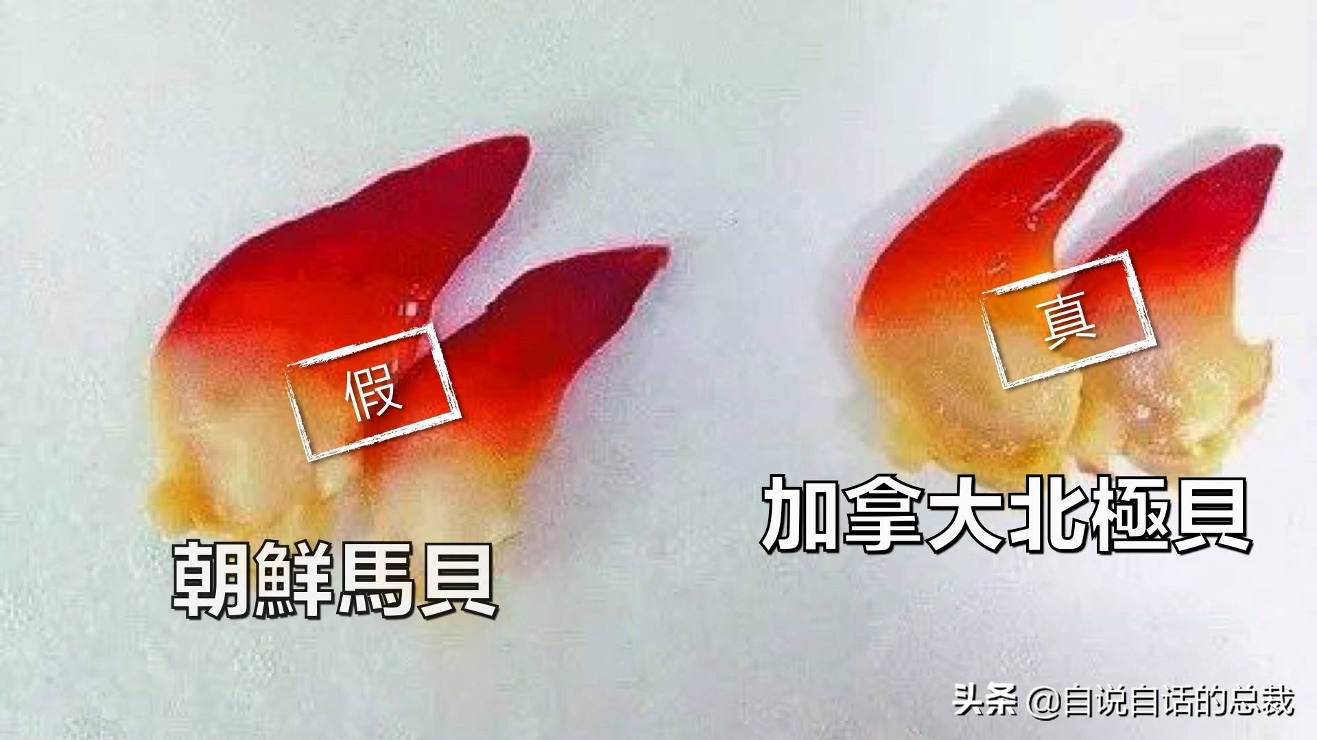 海鲜蛤蜊与蛤蜊区分,蛏子与小人蚬的区别