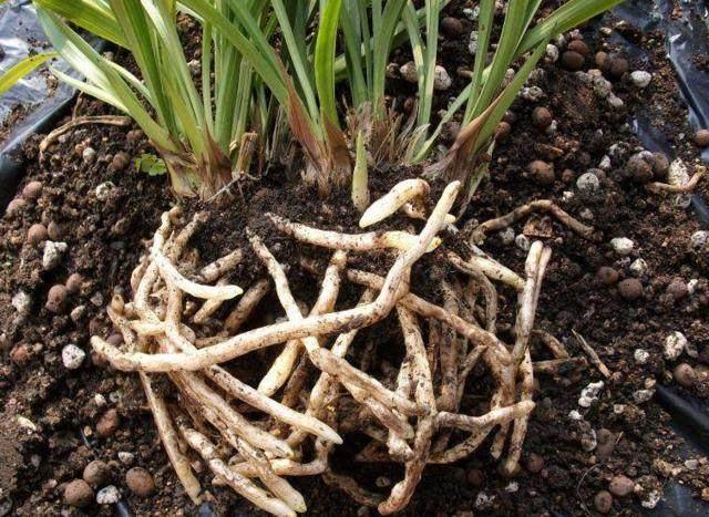 养花根太细是怎么回事,养花烂根是怎么回事