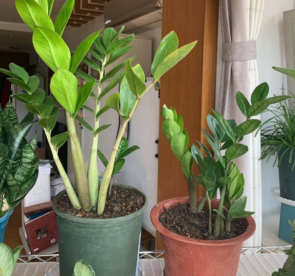 什么花寓意发财好运吉祥,寓意平安招财鸿运的干花