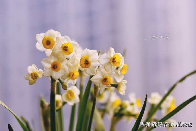 历史悠久的十大名花（海量美图），你选哪个做国花？