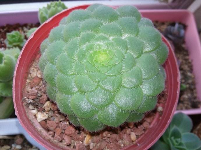 最值得买的多肉品种,包邮最漂亮多肉