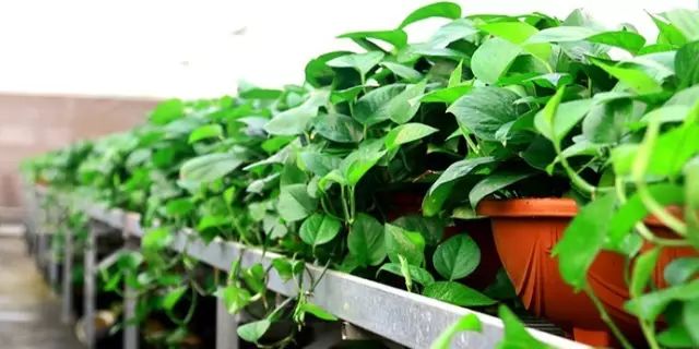 绿萝养护方法大全和注意事项,绿萝养护小技巧和方法图解