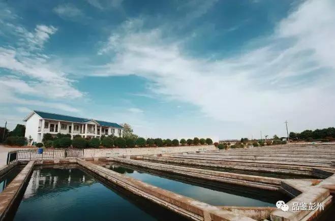 珍贵的鲟鱼子酱,顶级的鲟鱼子酱
