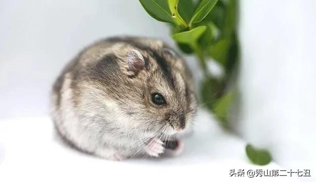 仓鼠最适合新手饲养的排名,仓鼠饲养新手入门教学