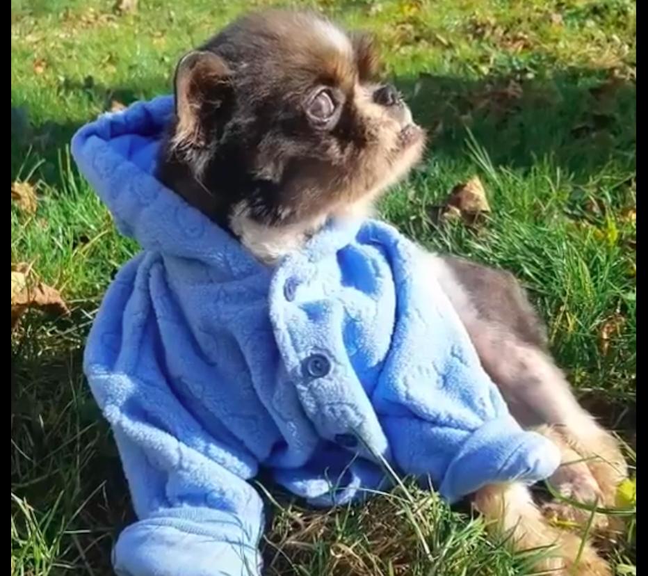 狗狗被遗弃后哭着追主人车,遗弃狗狗导致狗狗被车撞