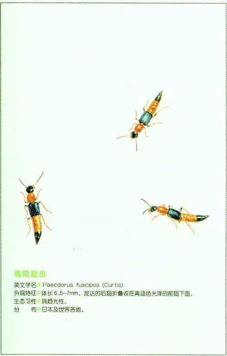 3岁男孩皮肤溃烂怎么办,六岁孩子脸碰破皮抹什么