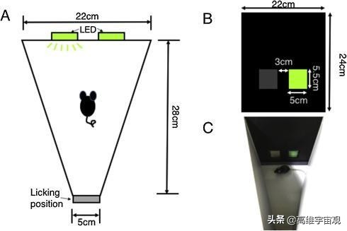 各种动物都有自己生命周期,人类在动物眼中的慢动作
