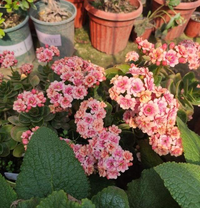 长寿花越开越小,长寿花又长又歪