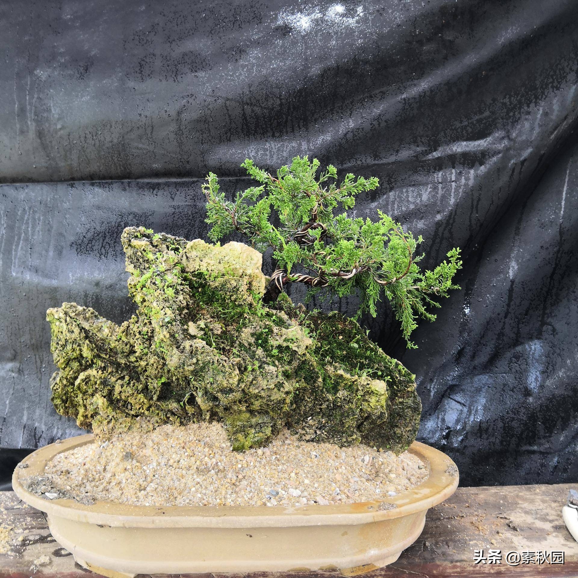 关于系鱼川真柏苗与铝线在石头上发生的那些事儿