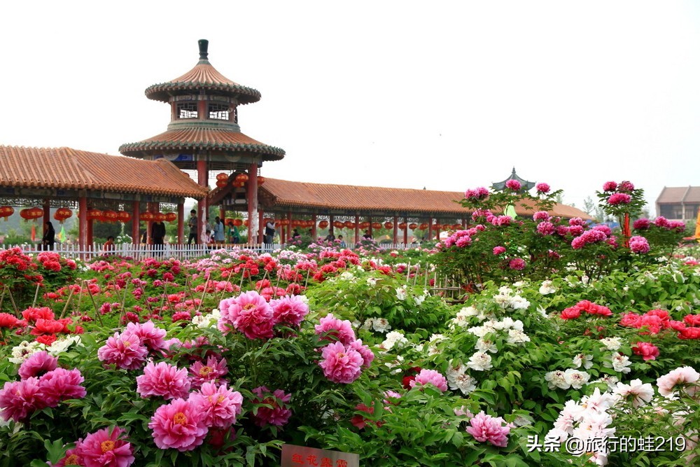 山东菏泽城市最美图片,山东最穷的城市菏泽