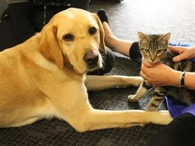 中国禁止食猫狗的城市,对深圳立法禁食猫狗的官方评论