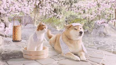 「江浙沪泡汤指南」来了！2020泡泡更灵