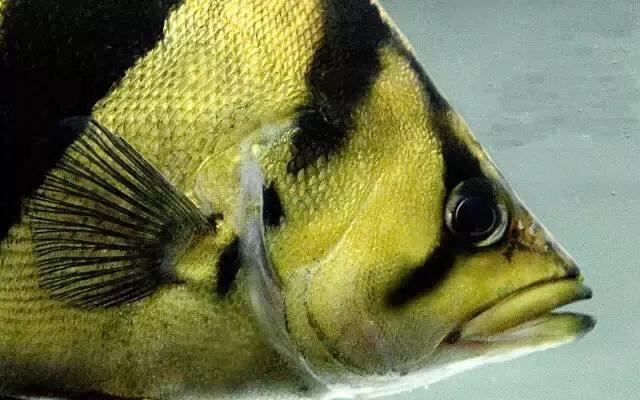 虎鱼体型分类,虎鱼种类区别