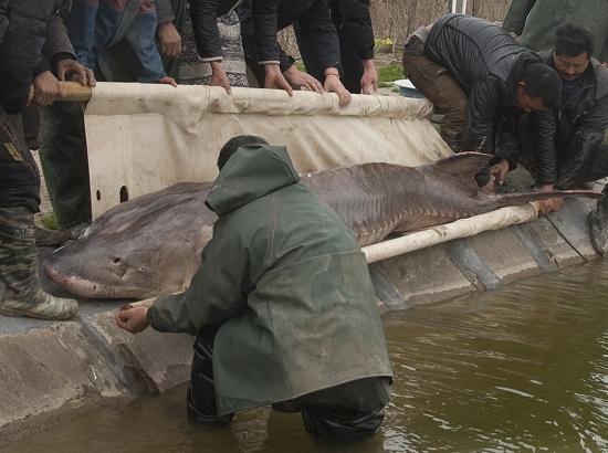 三峡大坝修建后中华鲟怎么产卵,中华鲟能长多大有多少米