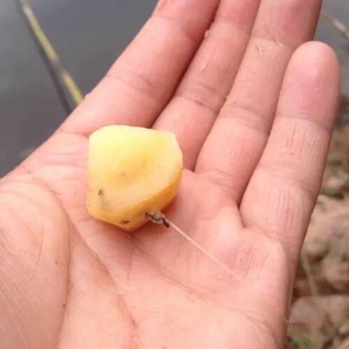 野钓大板鲫爆护视频,野钓大鲤鱼的绝招视频