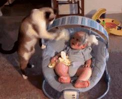 养宠小芝士|怀孕难道不能养猫吗?这里有你想要的答案