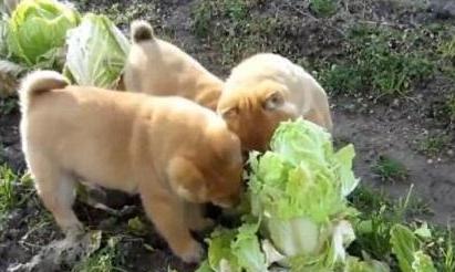 如何从狗狗便便看爱宠是否健康,看狗狗大便知道什么病