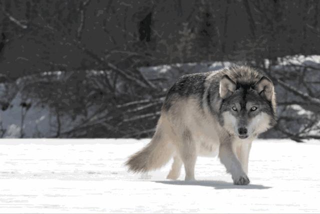 jpg图片批量裁切,如何快速批量裁切图片